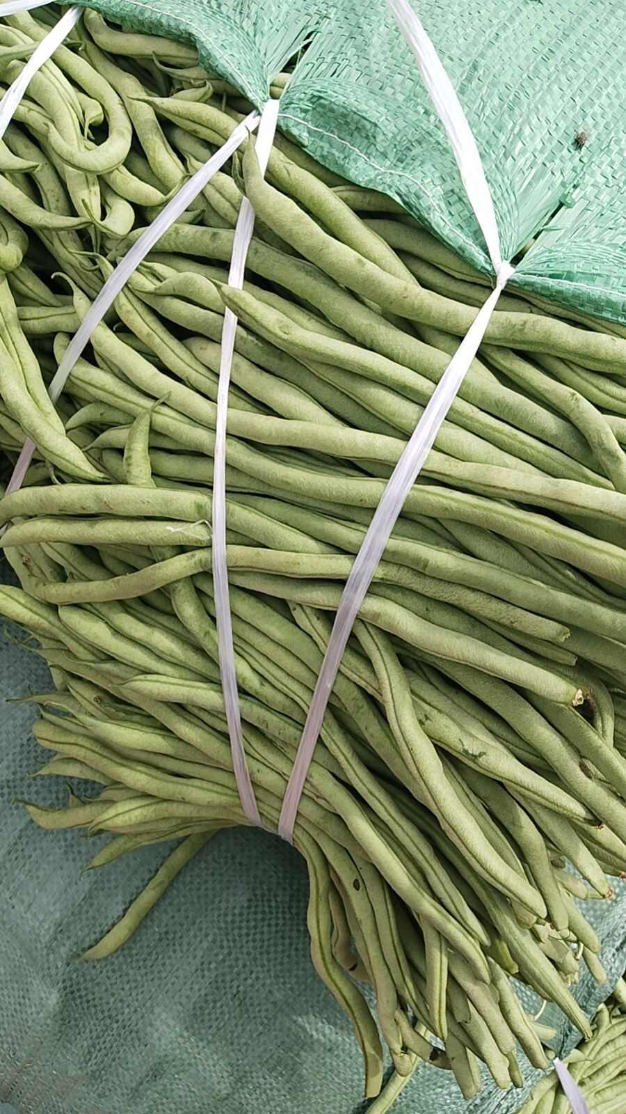 无筋豆角，  豆王，