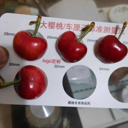 洛阳露天大樱桃