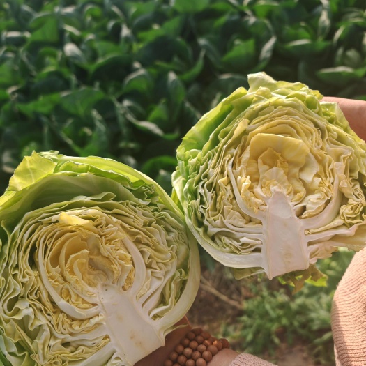 寿光市宣软型，黄芯精品甘蓝