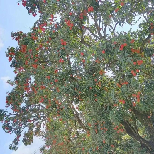 荔枝
