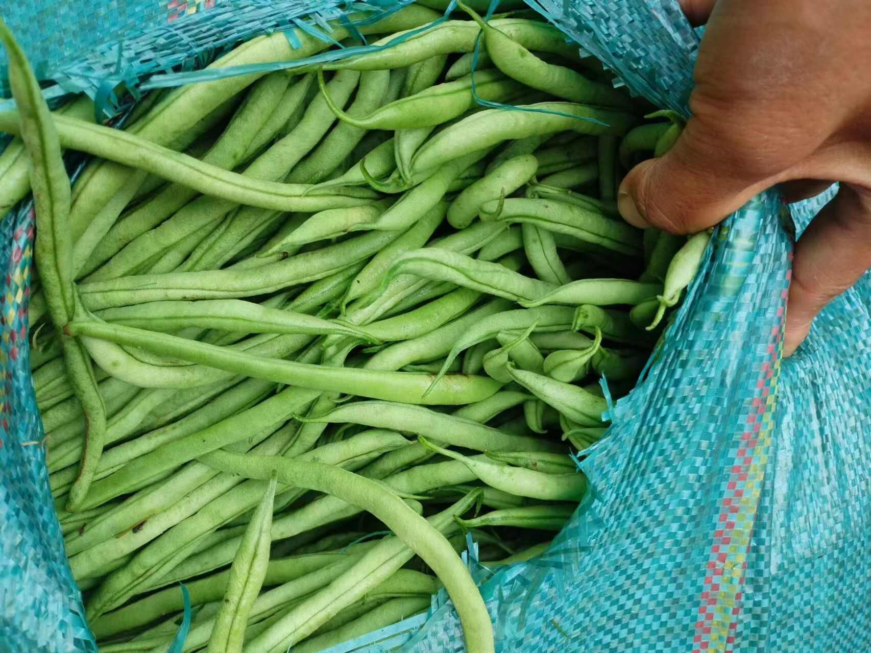 无筋豆角，  豆王，
