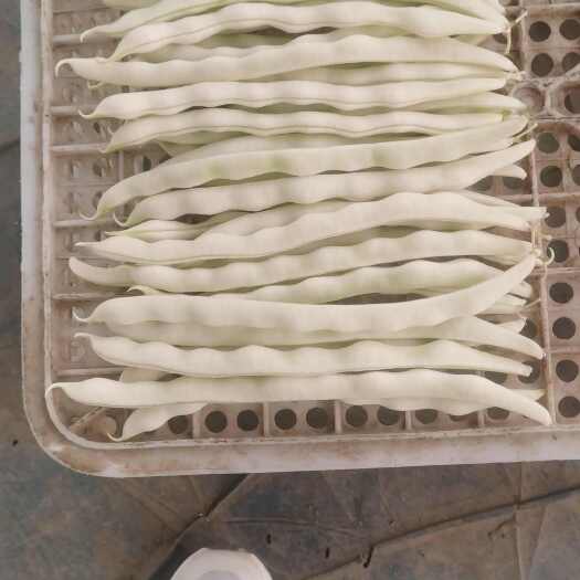 博爱县河南四季豆，九豆白芸豆，规模种植，价格低。线上保障交易。