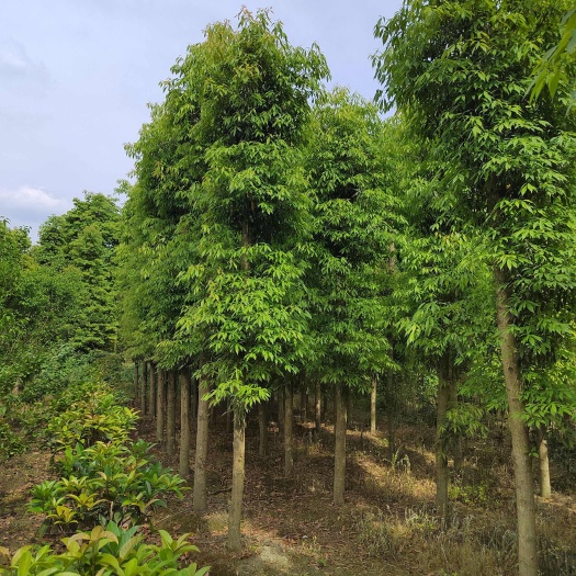崇州市小叶桢楠