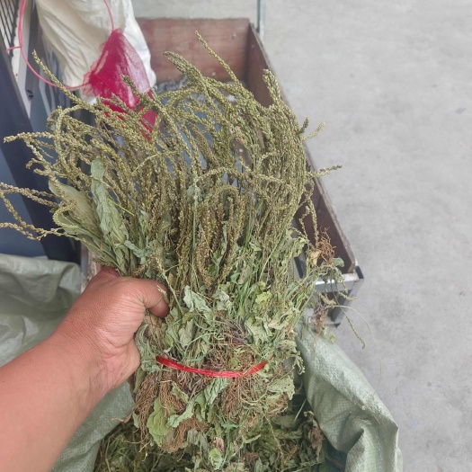车前草中药材新鲜采摘全草类药材批发零售