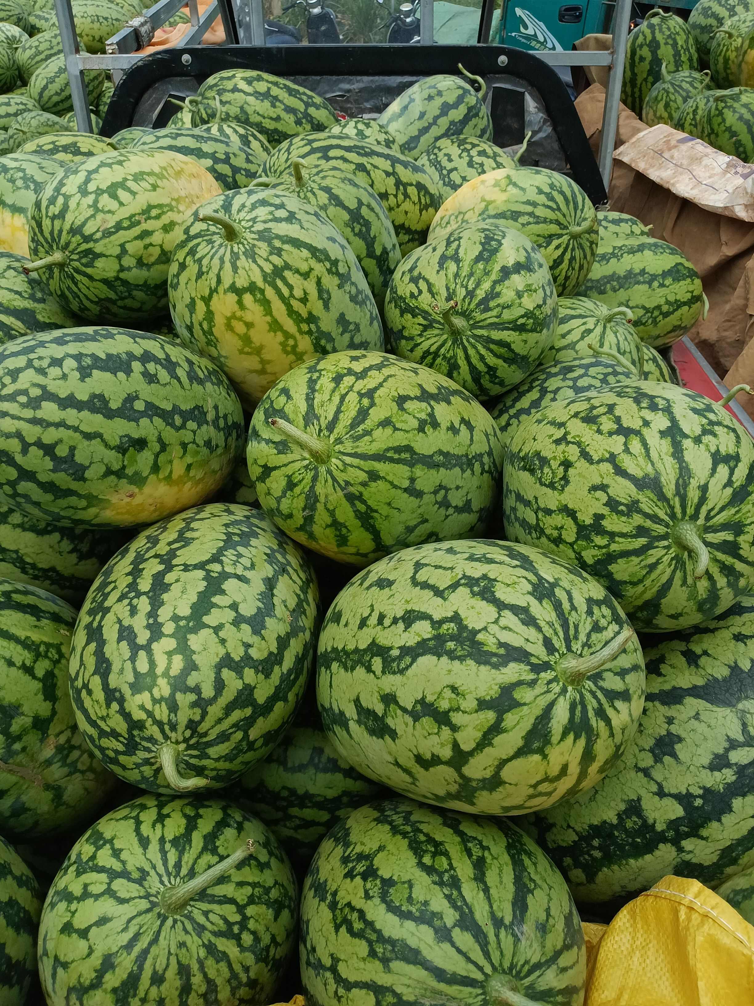 广西绿裳，破地瓜，瓜型饱满小薄皮大红瓤，