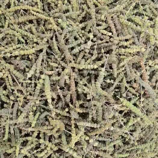 亳州荆芥穗 中药材荆芥穗 荆芥