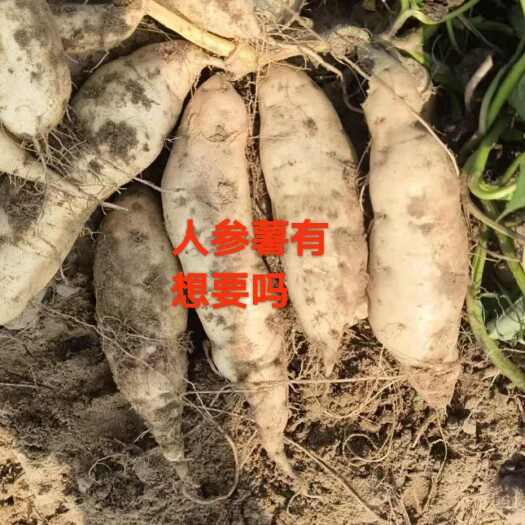 阳江人参薯
