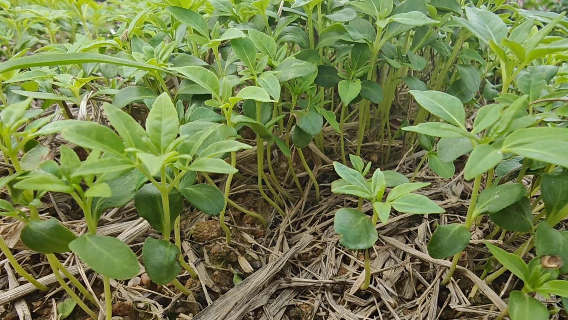 奉新县苗圃直发，黄柏芽苗，量大价优，欢迎咨询