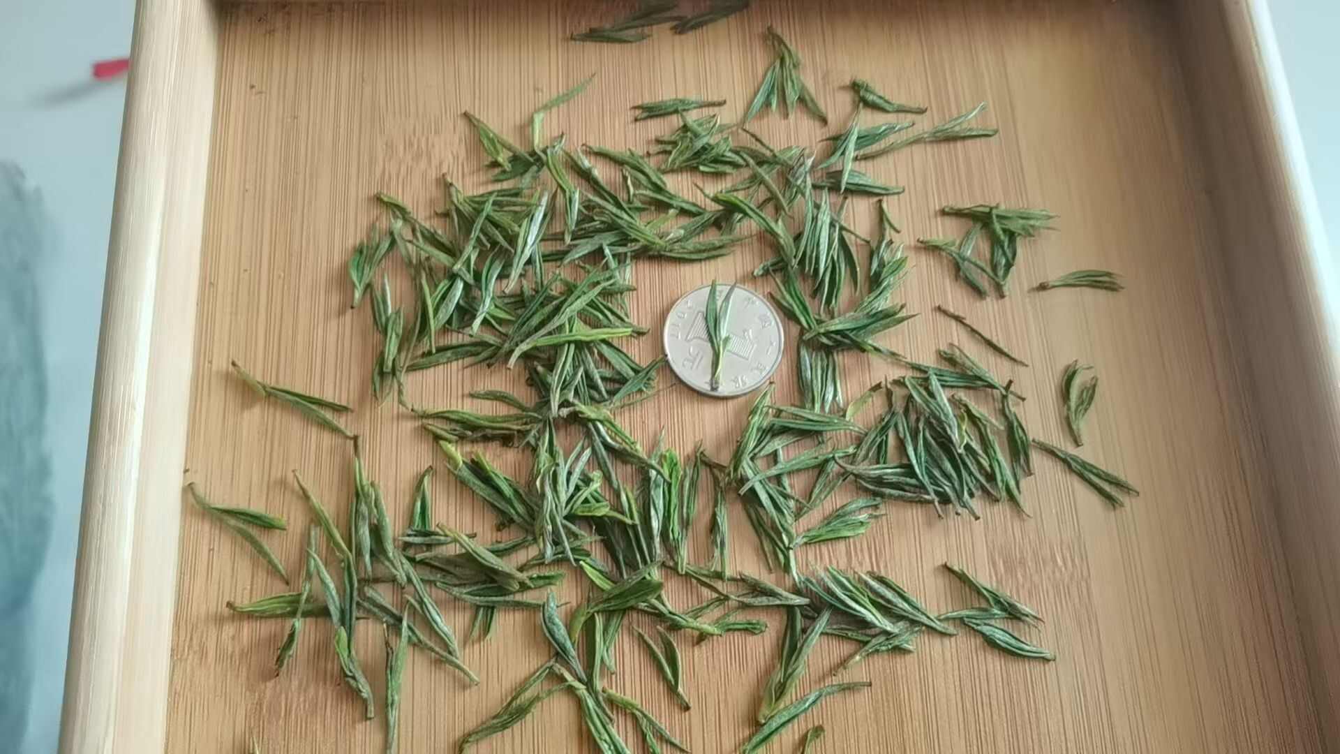 安吉高山白茶