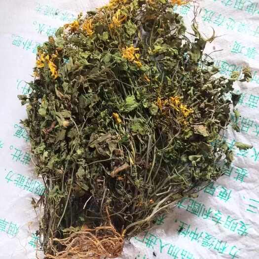 靖西市刚晒干的，广西百色靖西产地直供岩黄连中药材全草类药材批发