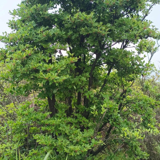 龙里县吊钟花，灯笼花