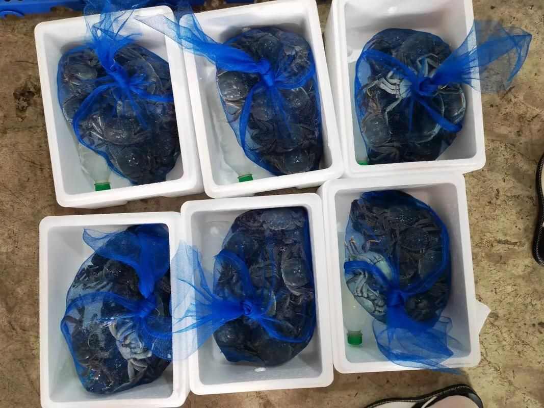 产地直发 盘锦稻田河蟹大量上市中 规格齐全 一手货源