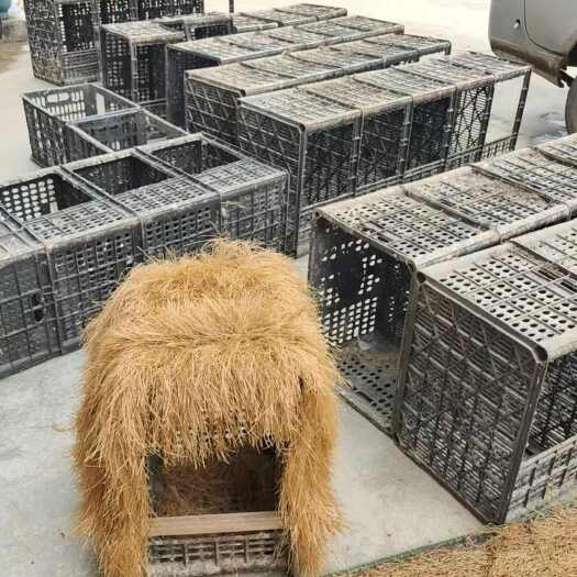 息烽县洋鸡蛋大量供应，产量充足，货源现货。