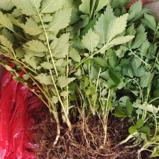 恩施市新鲜仙鹤草老龙芽全草老鹤嘴，毛脚茵脱力草子母草狼牙现挖