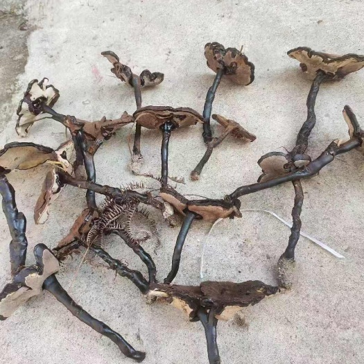 寻乌县紫灵芝  林下芝
