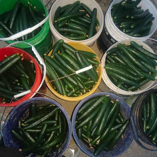 新沂市新鲜采摘精品油皮绿瓤黄瓜欢迎老板前来选购