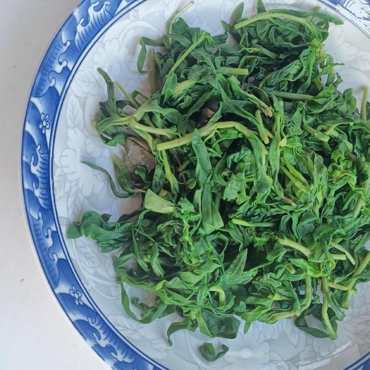 朝阳县山野菜