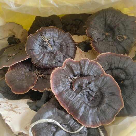 寻乌县短脚金边灵芝15公分以上