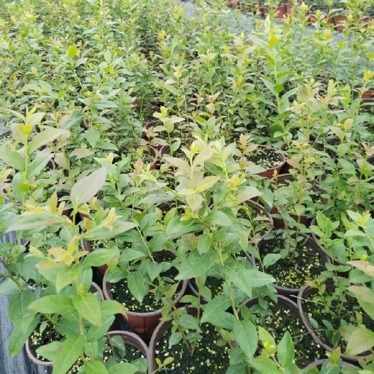 顺平县蓝莓苗