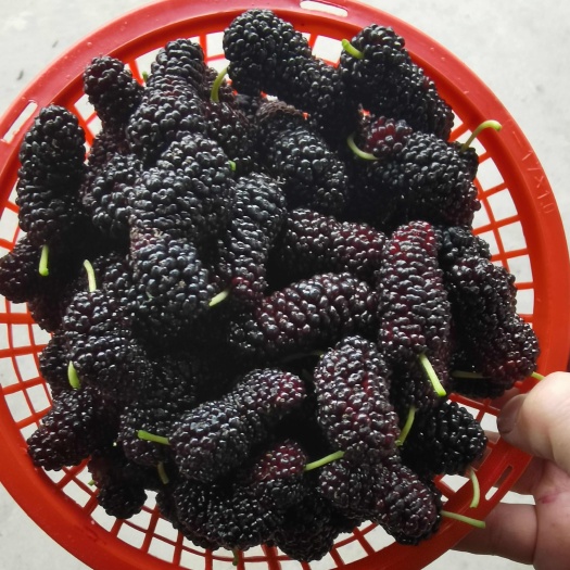 宁波桑叶 桑椹 桑果