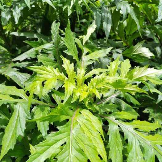 菊三七 菊叶三七、三七草、血当归 土三七盆栽种苗