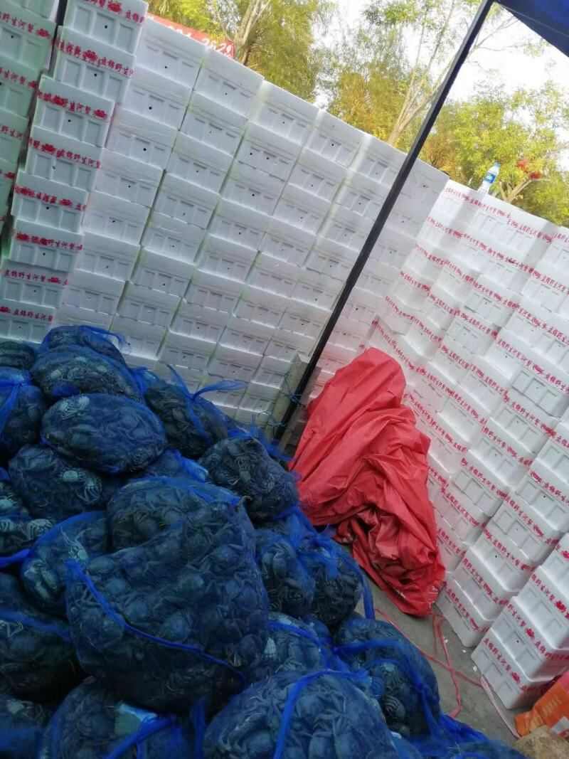 产地直发 盘锦稻田河蟹大量上市中 规格齐全 一手货源