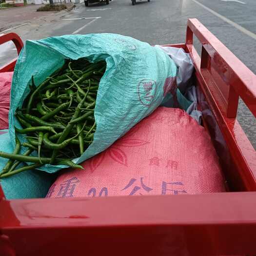 南宁3号辣椒