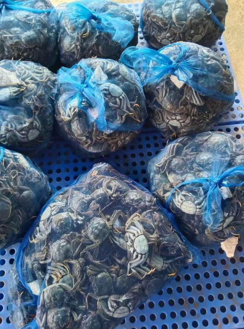 产地直发 盘锦稻田河蟹大量上市中 规格齐全 一手货源