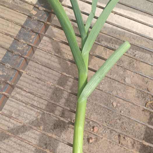 宁陵县蒜秸，大蒜，鲜蒜秸，大量供应