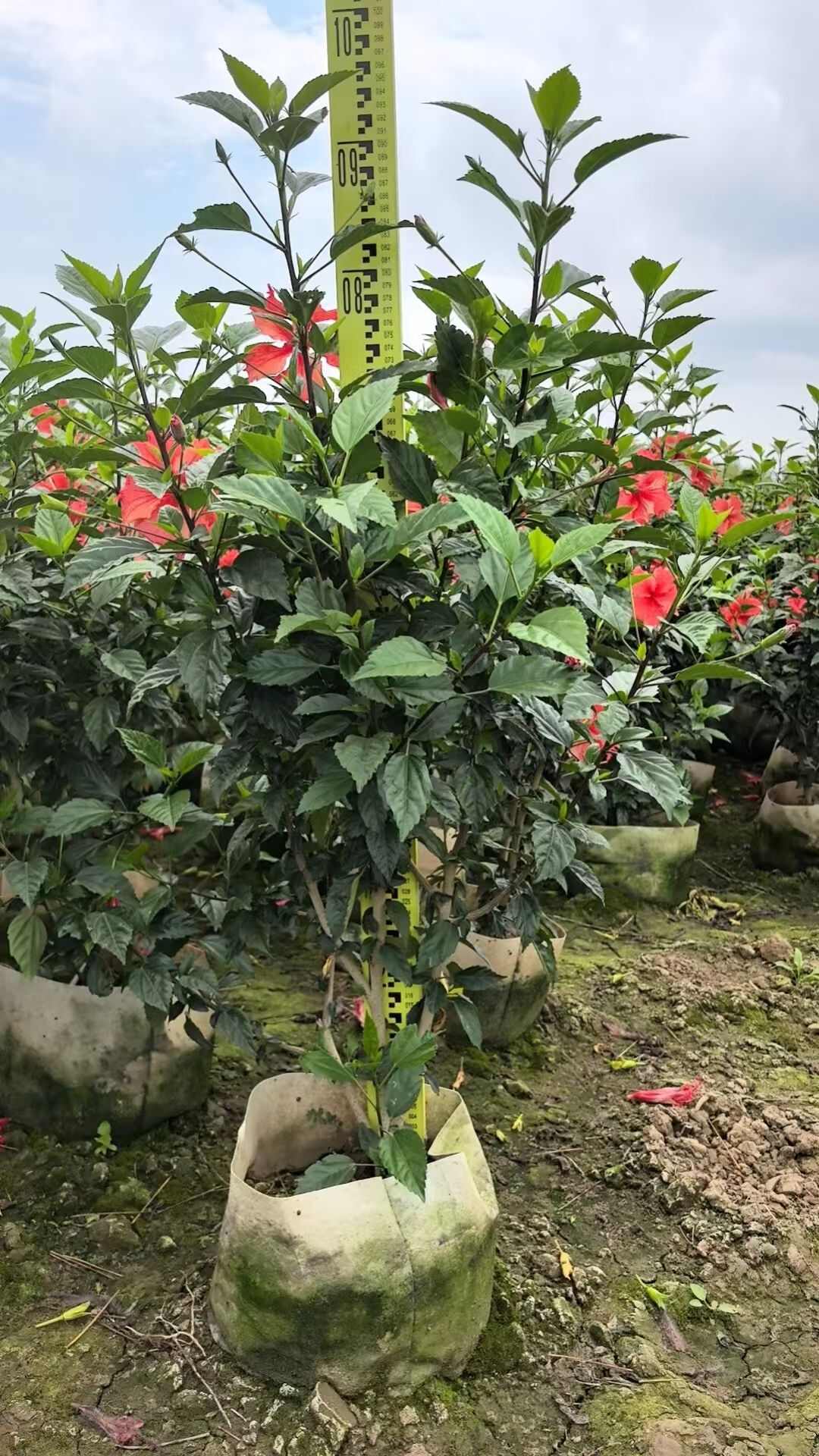 朱槿