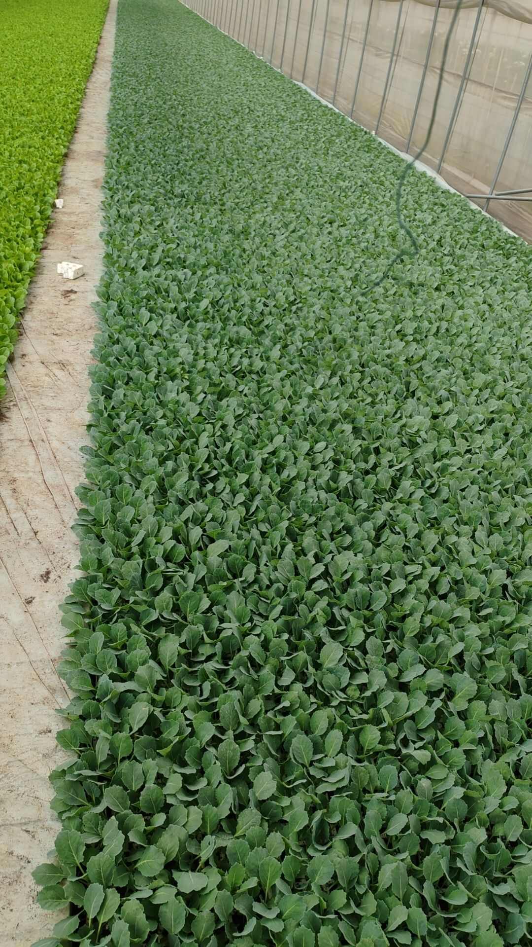泽菲育苗