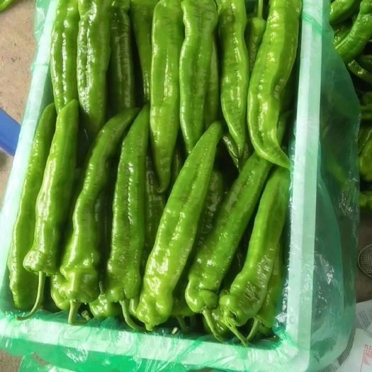 尖椒