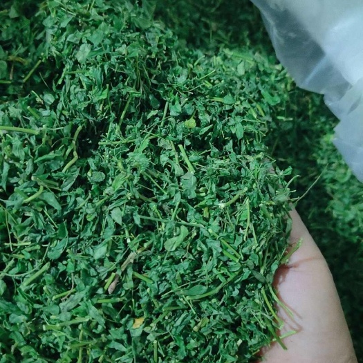 玉林新货茶相思茶 油甘茶青绿叶多源头厂家直供，批发