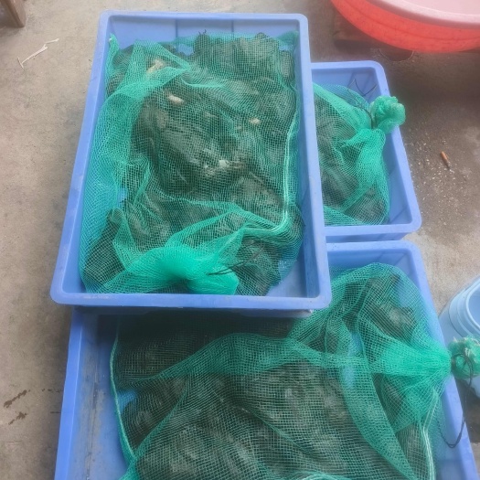 怀化靖州产地直发鲜活石蛙优质水产