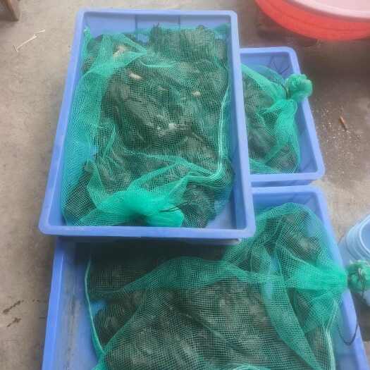 靖州县怀化靖州产地直发鲜活石蛙优质水产