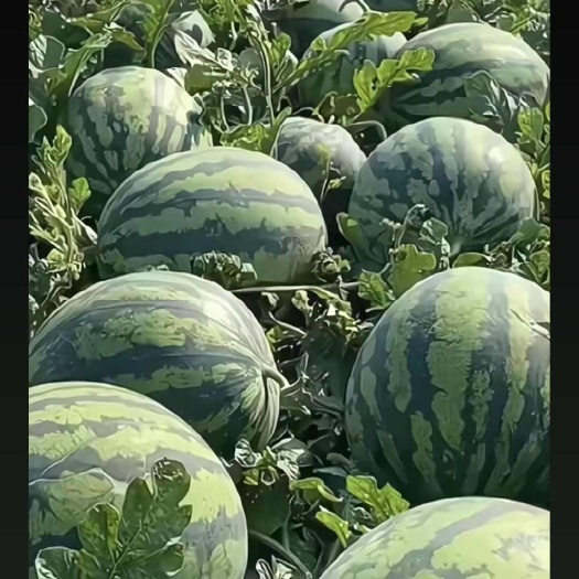 甜王西瓜，2k西瓜，甜瓜，博洋九。