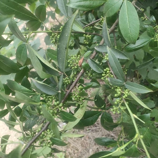 益阳鲜花椒