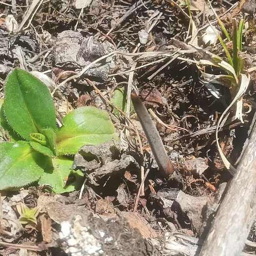 小金县冬虫夏草
