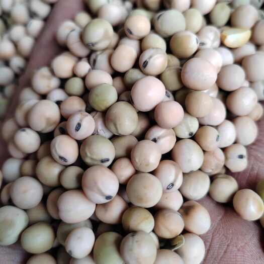 双柏县黑芽豌豆，本地大黑芽豌豆，大量供应