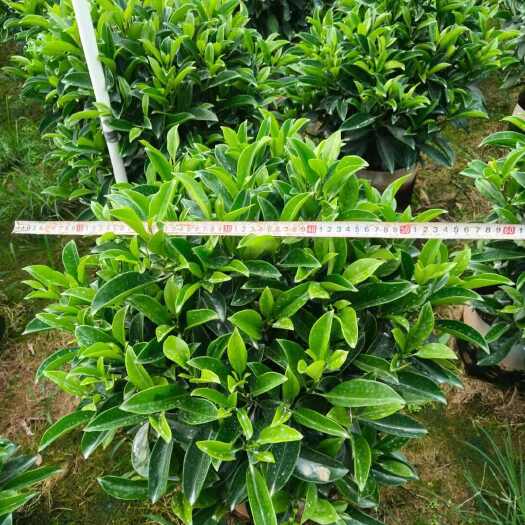 普宁市非洲茉莉