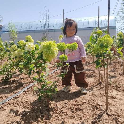 沭阳县中华木绣球斗球树苗大花独杆树状木本绣球花庭院别墅风景树绿化树