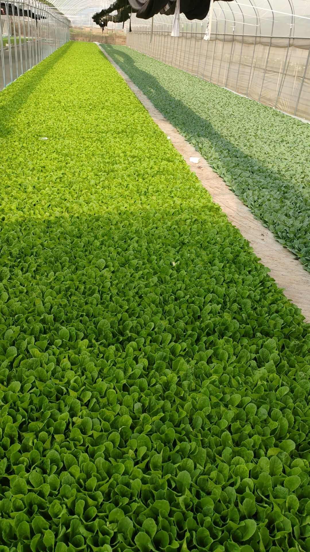 泽菲育苗