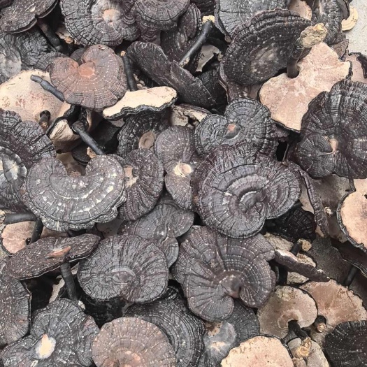 寻乌县长腿黑灵芝 产地灵芝 金边紫灵芝灵芝片。自种自销 量大价优
