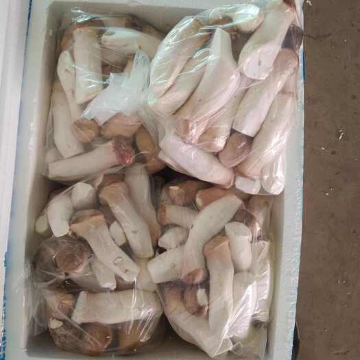 寿光市鲜杏鲍菇  精品  新鲜  杏鲍菇，一手货源，货品充足，质量