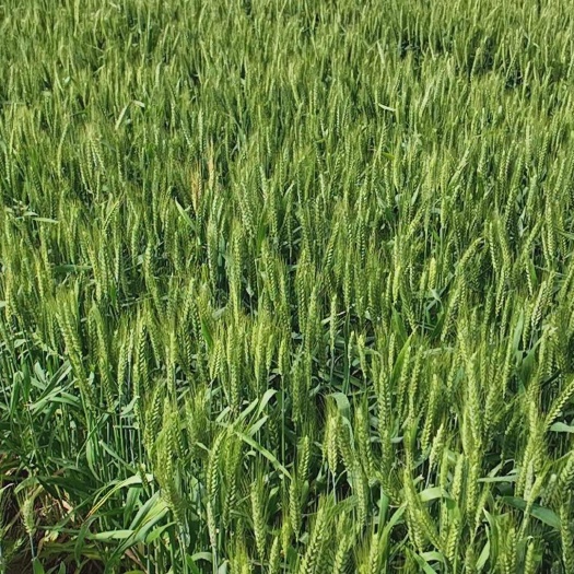 天门市鲜小麦