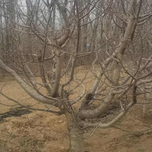涞水县成年樱桃树