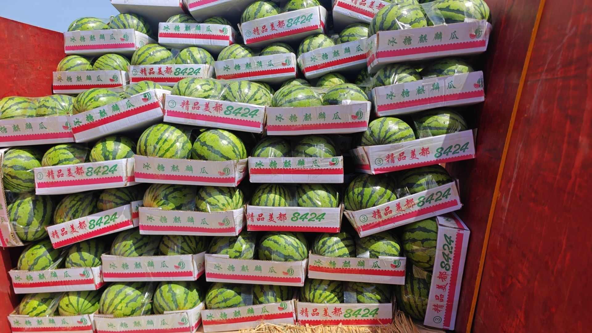 大棚美都西瓜8424