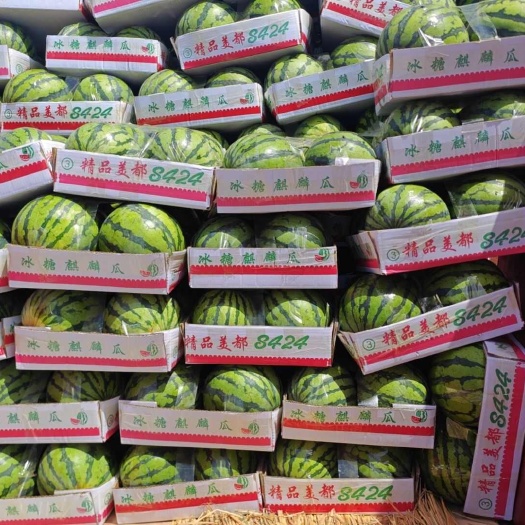 大棚美都西瓜8424