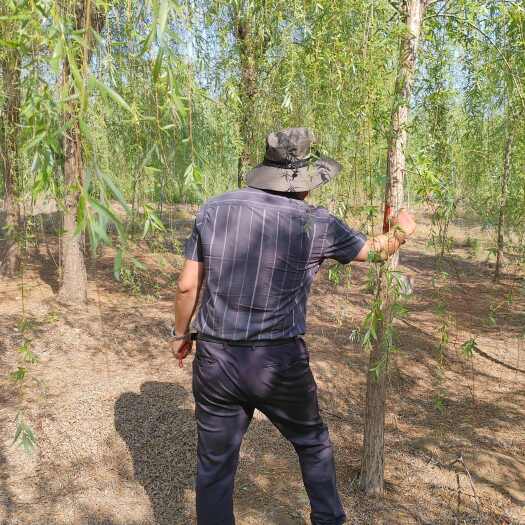 沭阳县基地大量出售5-15公分垂柳
