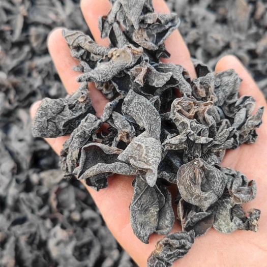东北特产黑木耳干货批发摆摊赶集电商专用小碗耳秋木耳包邮肉厚